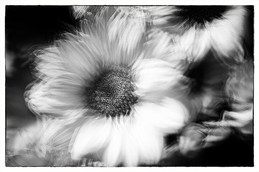 black and white Photography  Flowers abstract art arte fine art fine art photography