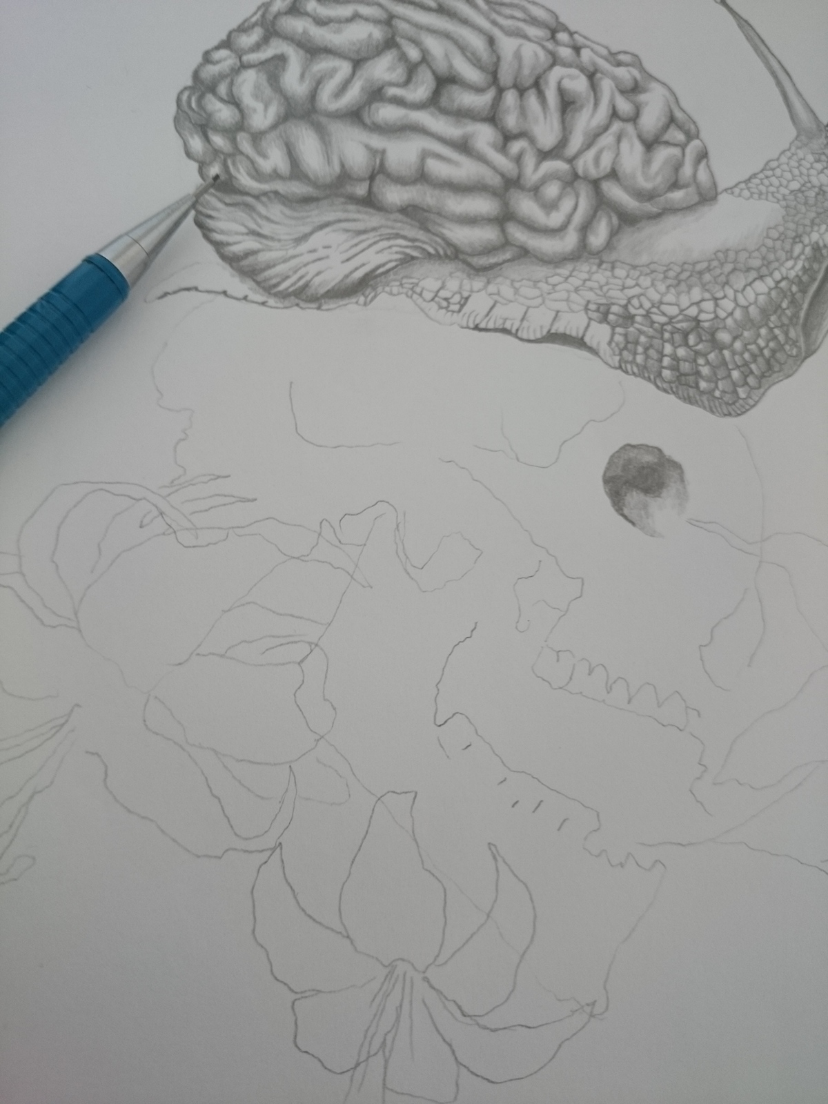 caracol Cerebro flor skull