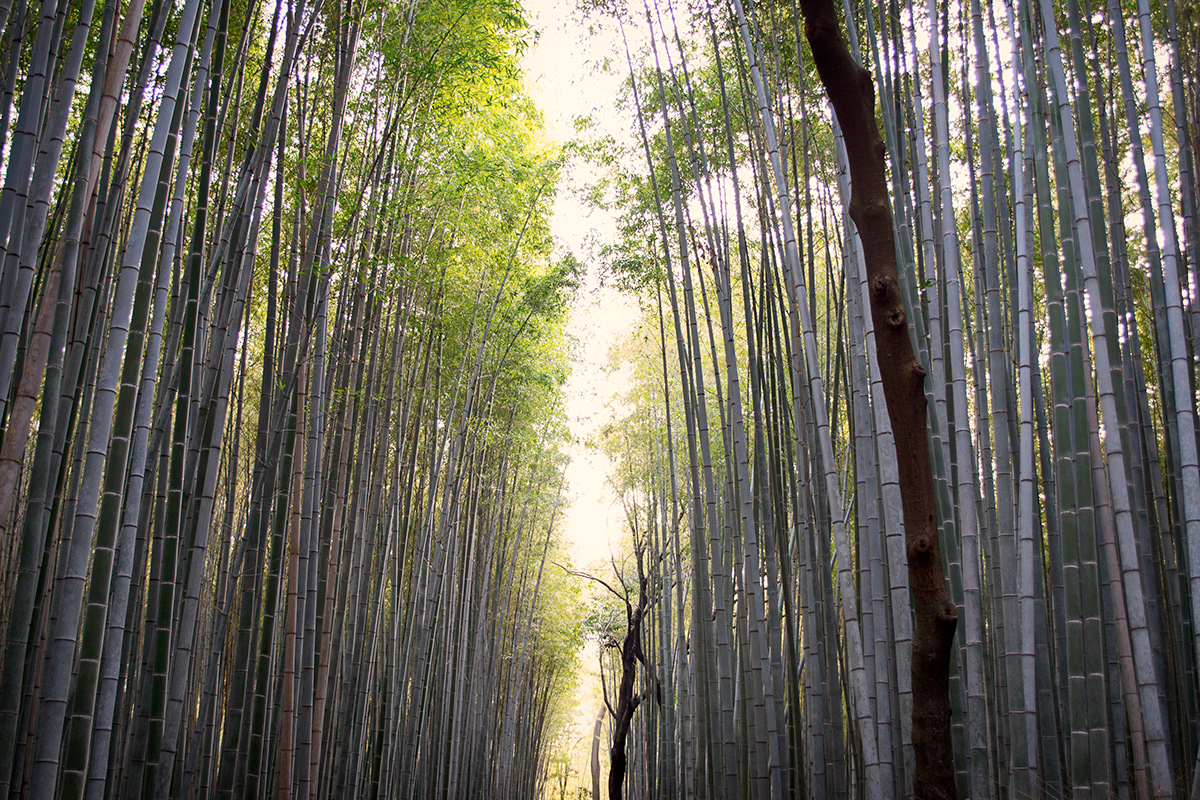 digital photography  travel photography Nikon photoshop kyoto japan japan kinkaku ji arashiyama bamboo Fushimi Inari Shrine Torii gate