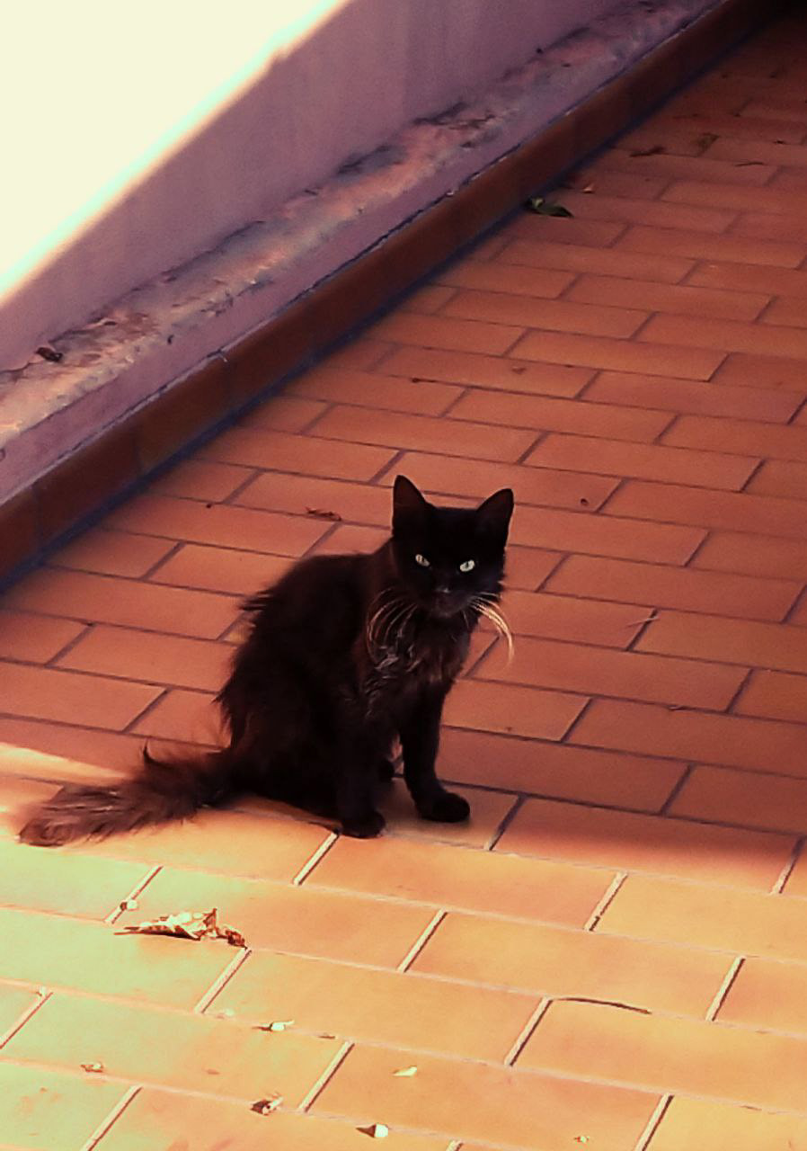 black Cat Italy Photography 