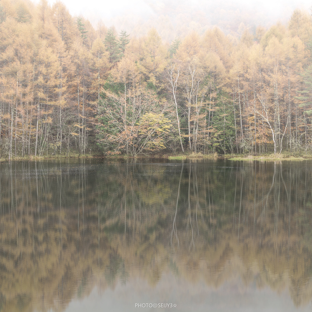 monochrome b&w Nature fog landscapephotography forest reflection Landscape morningmist