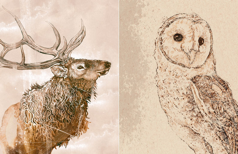 Grizzly Bear Wildlife Illustration Pen & Ink elk barn owl gray wolf