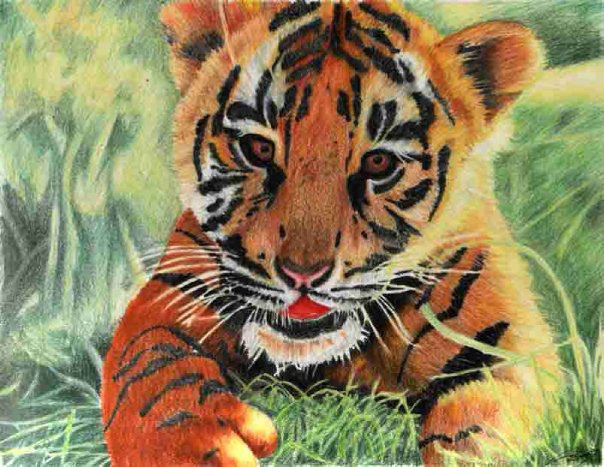 tiger cub colored pencil fine art