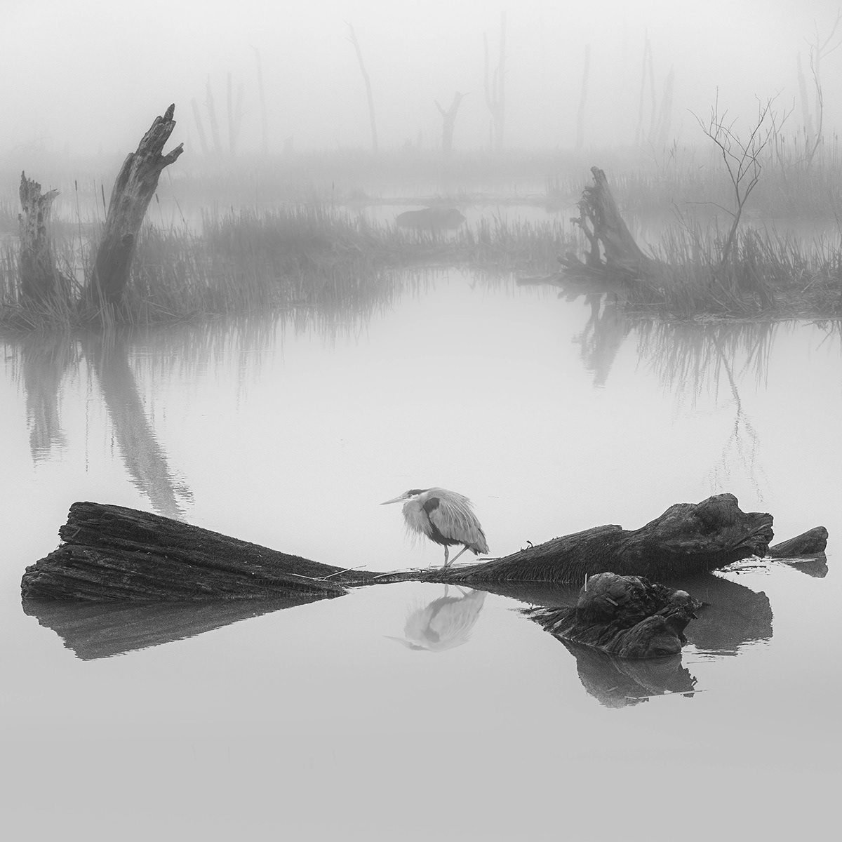 fog geese Nature black and white Photography  winter mist Landscape Minimalism swans