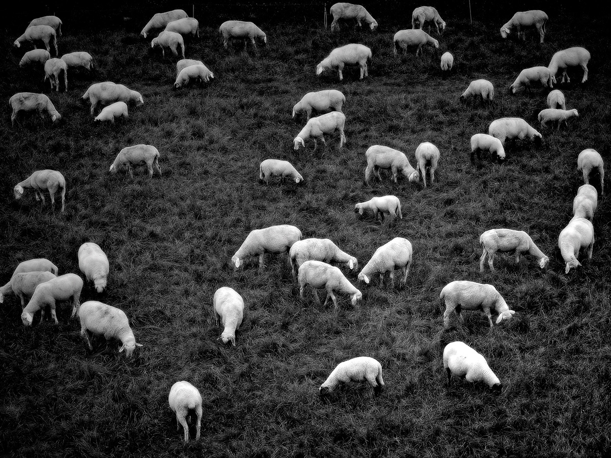 sheep flock  animal  nature black and white