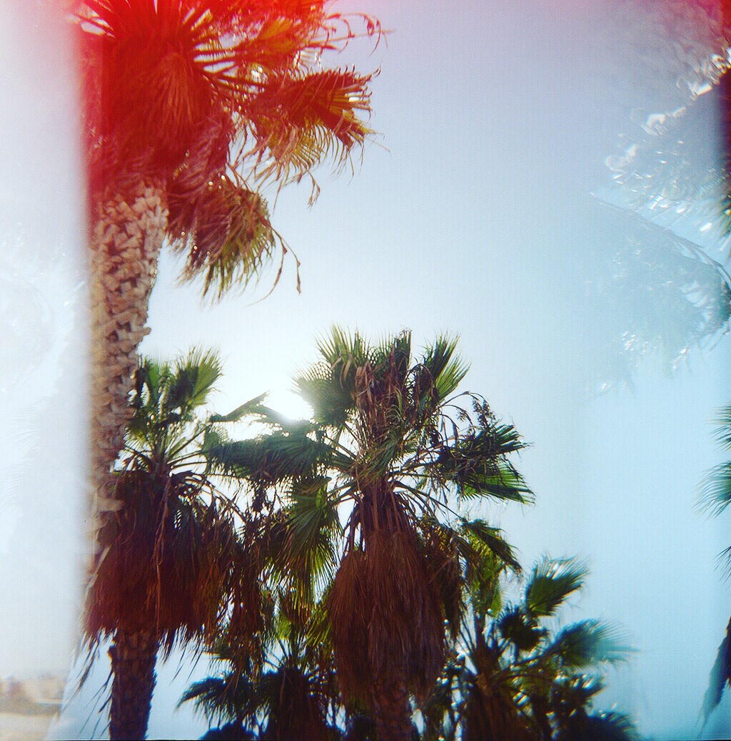 Film   Photography  palmtrees losangeles palmsprings blackandwhite color 35mm 120mm