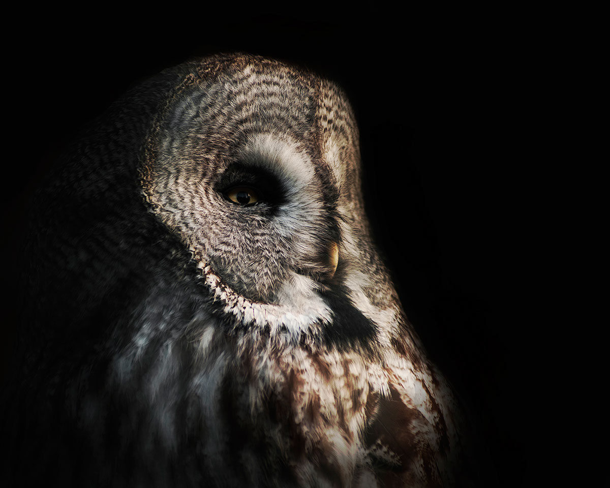 owls wisdom fear Magical