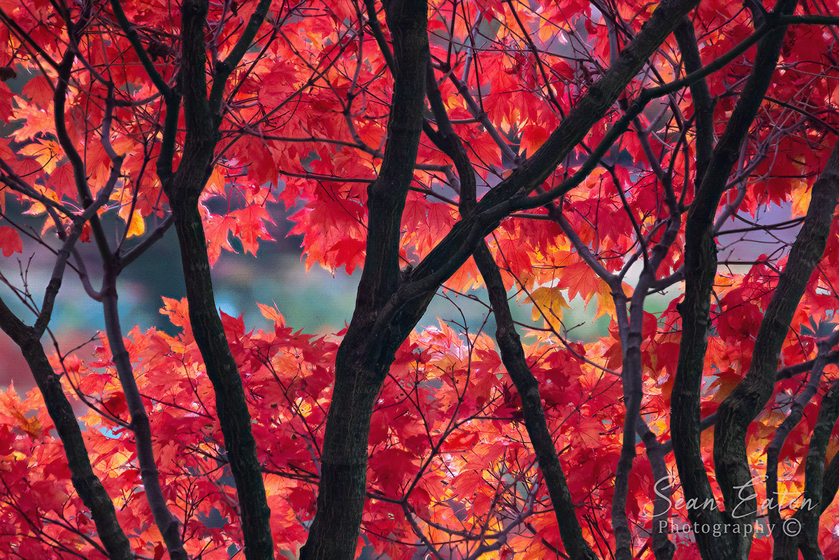 japanese maple VanDusen Botanical Garden red trees vancouver british columbia autumn Canon horizontal