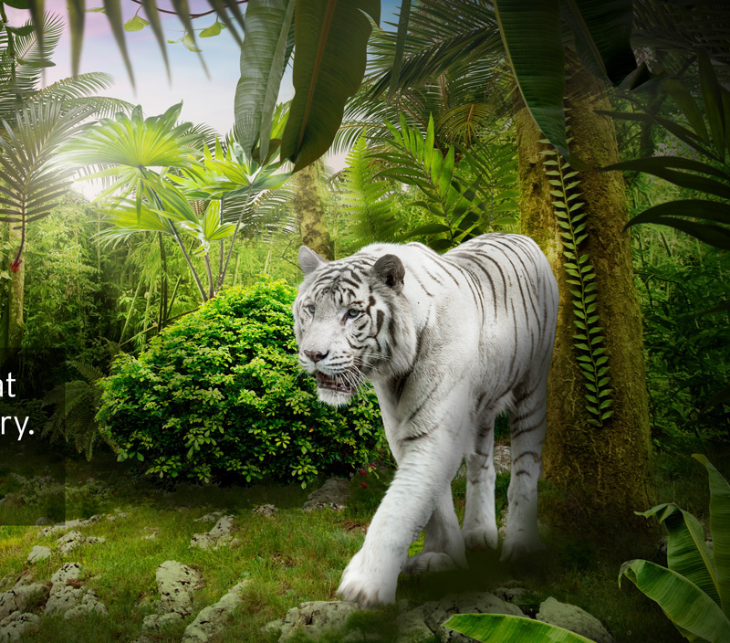 lion dolphin jungle Ocean underwater banner poster White tiger