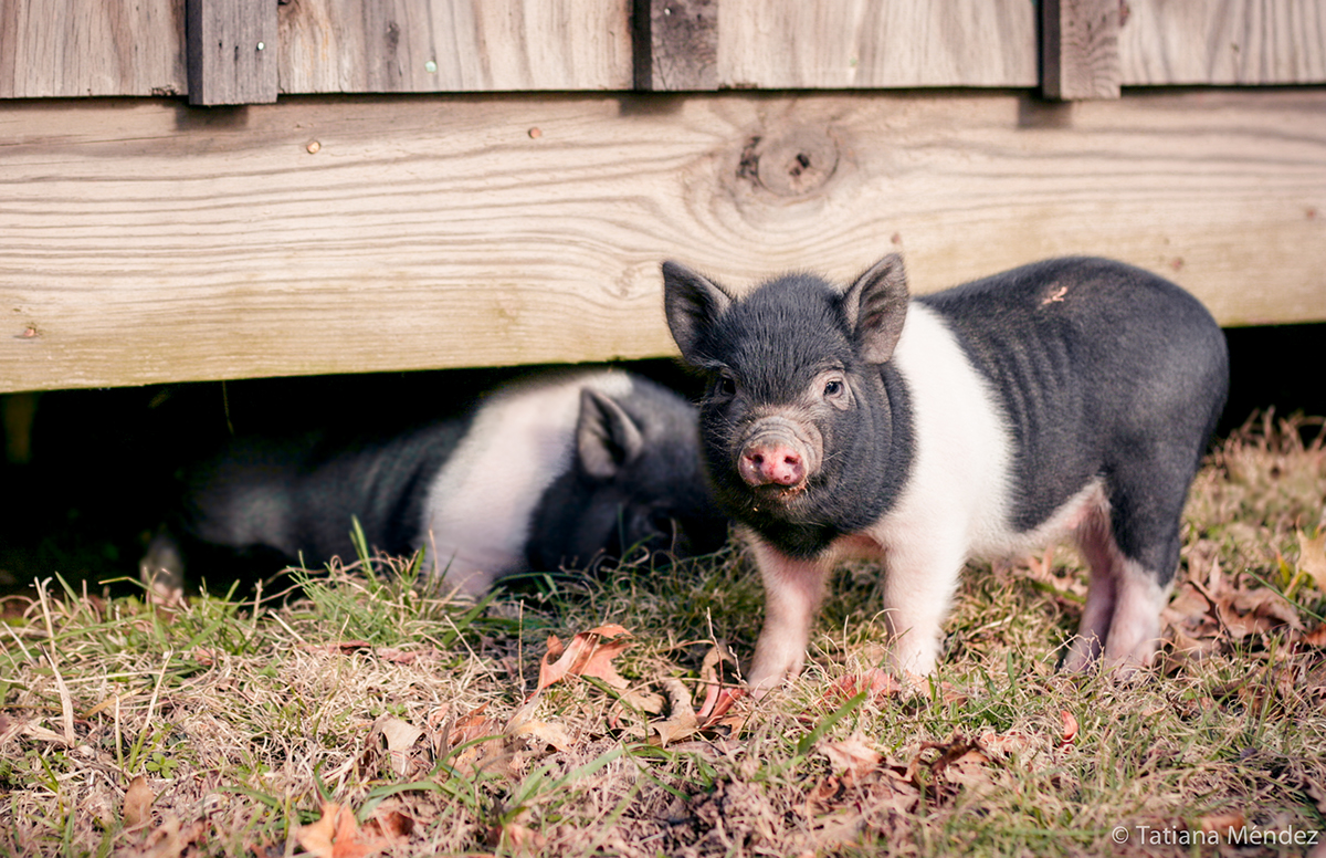 pig pigs animal animals farm sanctuary happy free animal rights vegan