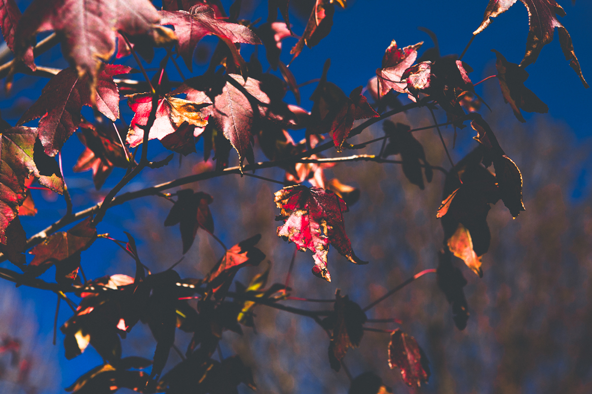 Adobe Portfolio Fall la fall color leaves trees