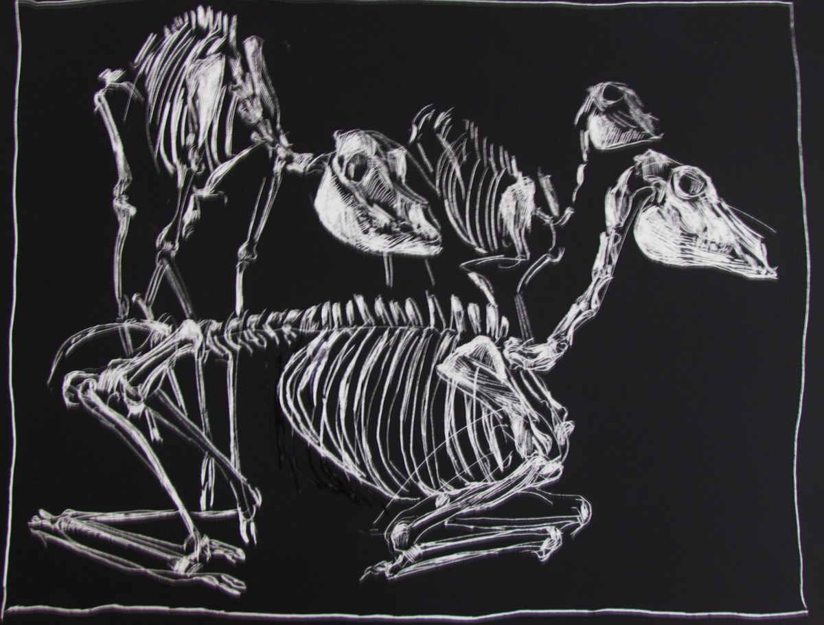 scratchboard taxidermy skeletons animals Nature museums location Documentary 