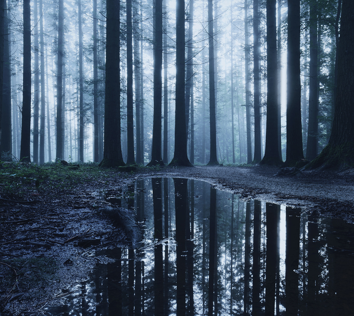 dark darkness DAWN forest moon night trees wood