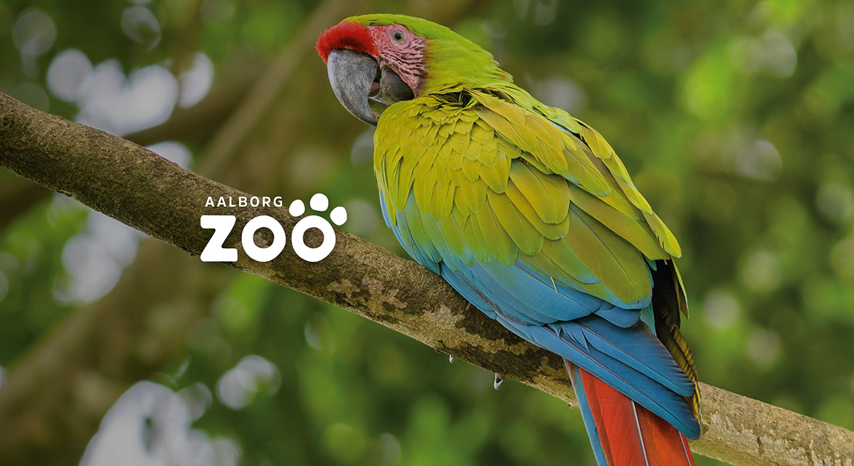 animals brand identity infographic information design macaw parrot print Signage signage design wayfinding