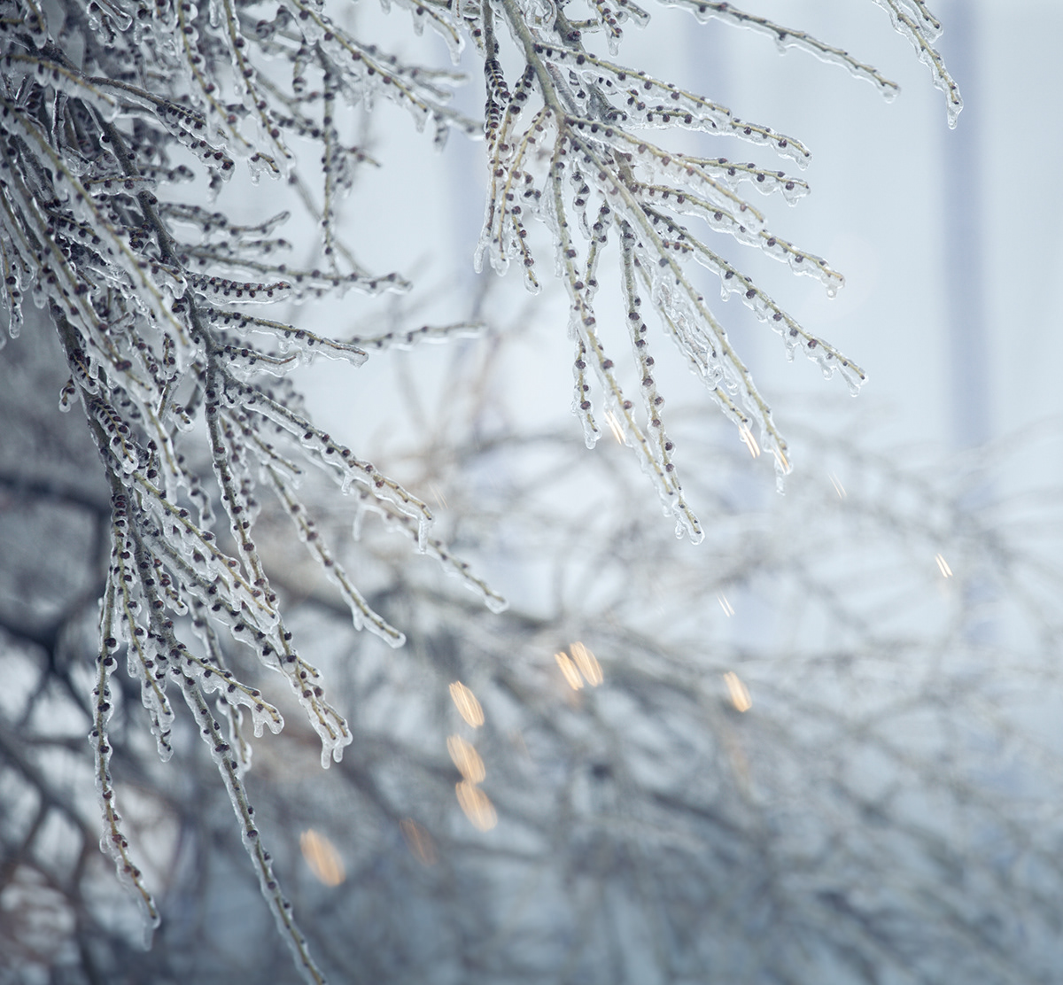 ice cold Montreal trees branches frozen Nature bokeh winter