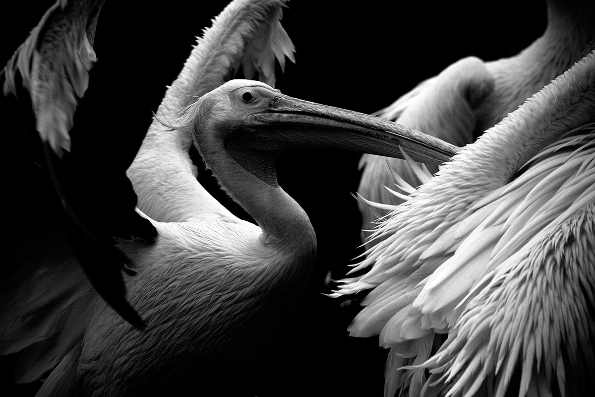 animal animals zoo wild life portrait black & white