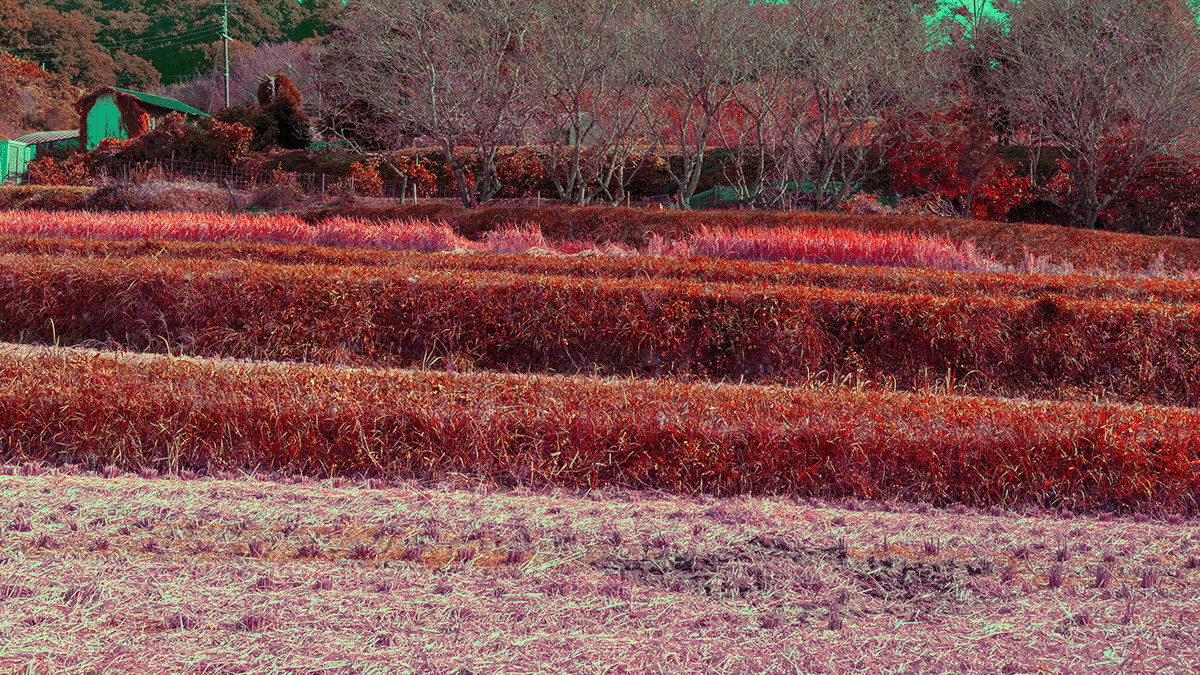color color change country side journey Landscape Nara nostalgic art photoshop silkroad japan