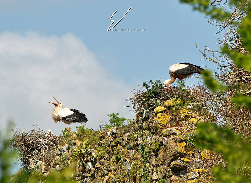 stork Castle Normandy nest bird wild protected ruins stone horse country pound