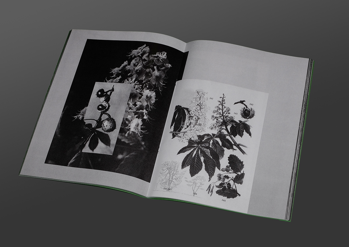 Archiv Naturabbildungen Archive book Nature design photo
