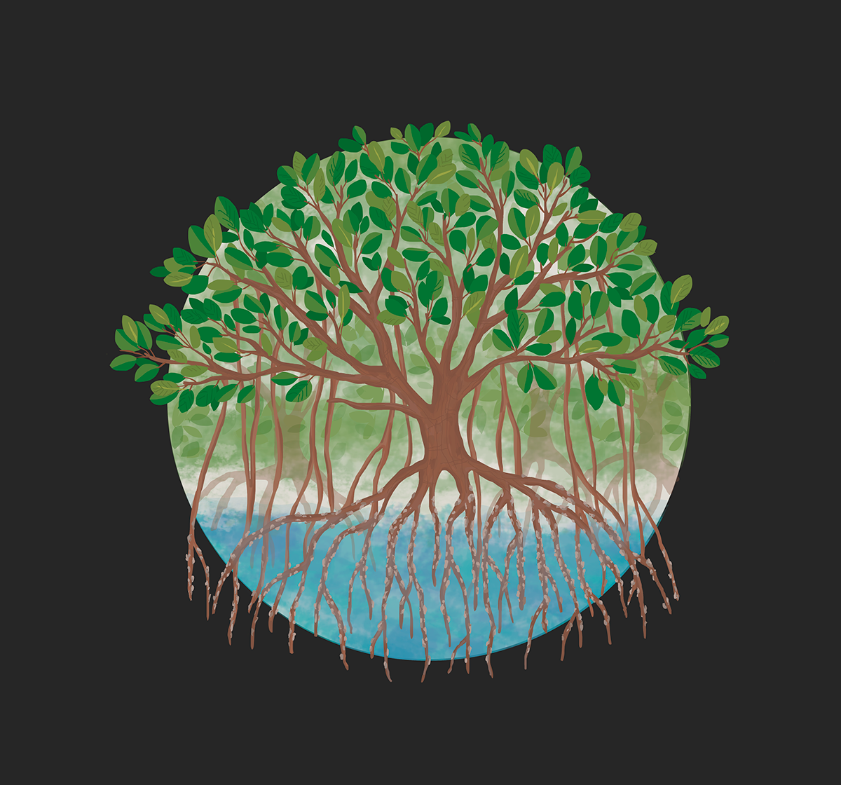 mangle ILLUSTRATION  Caribbean Nature ilustracion mangrove