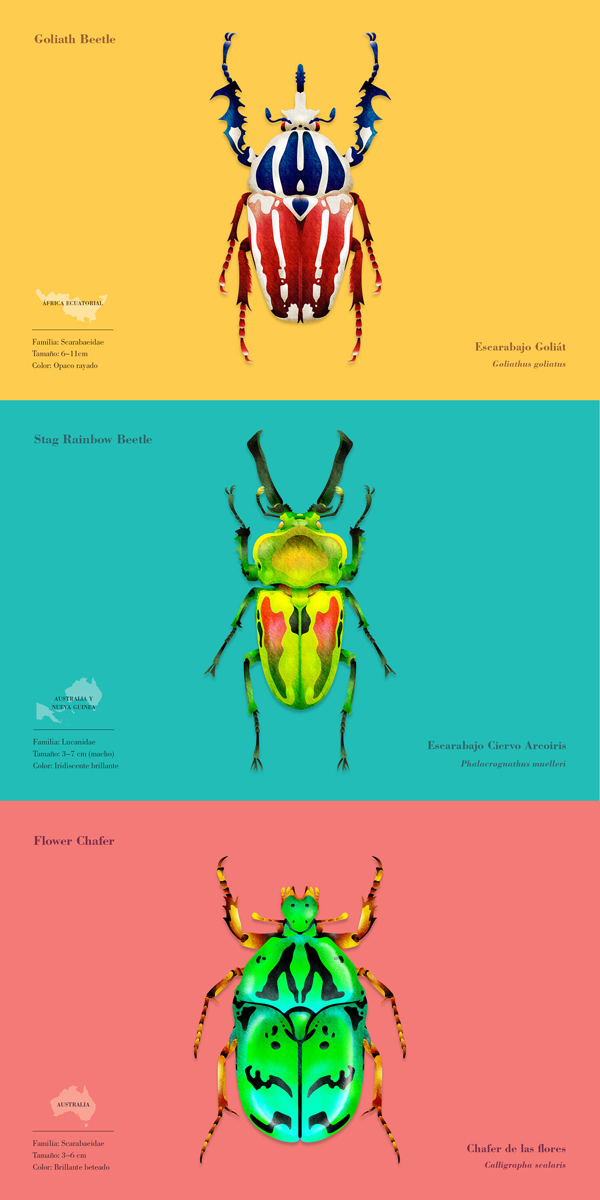 beetle bug calendar color editorial gradient graphic ILLUSTRATION  insect texture