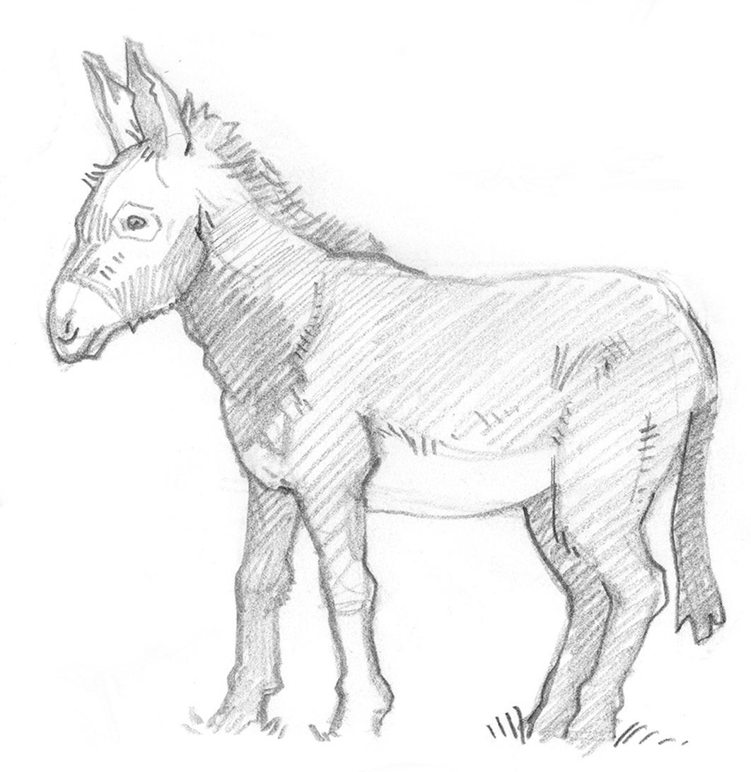 animal donkey Drawing  ILLUSTRATION  Illustrator scraperboard scratchboard sketch