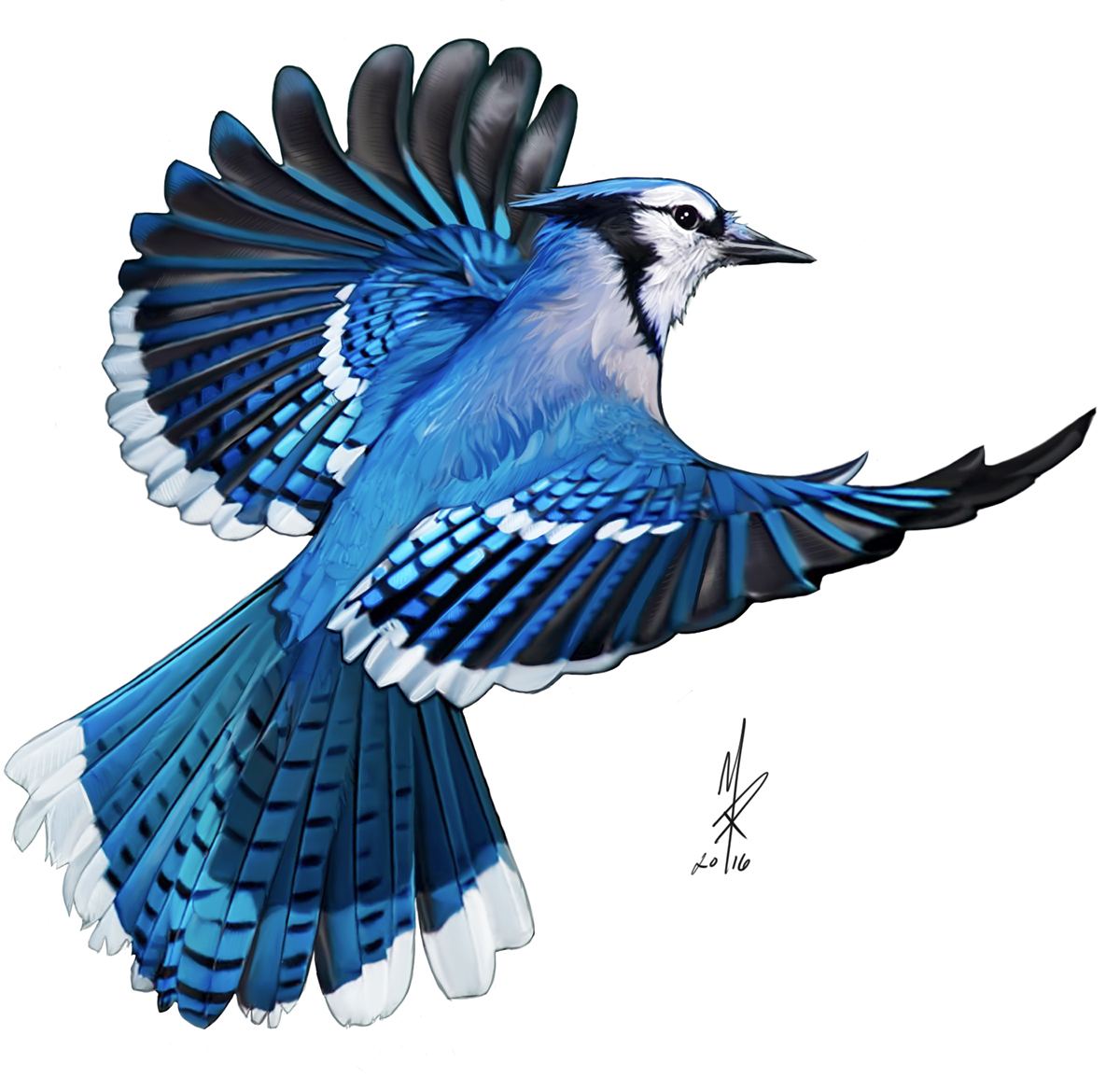 Blue Jay Flying Drawing