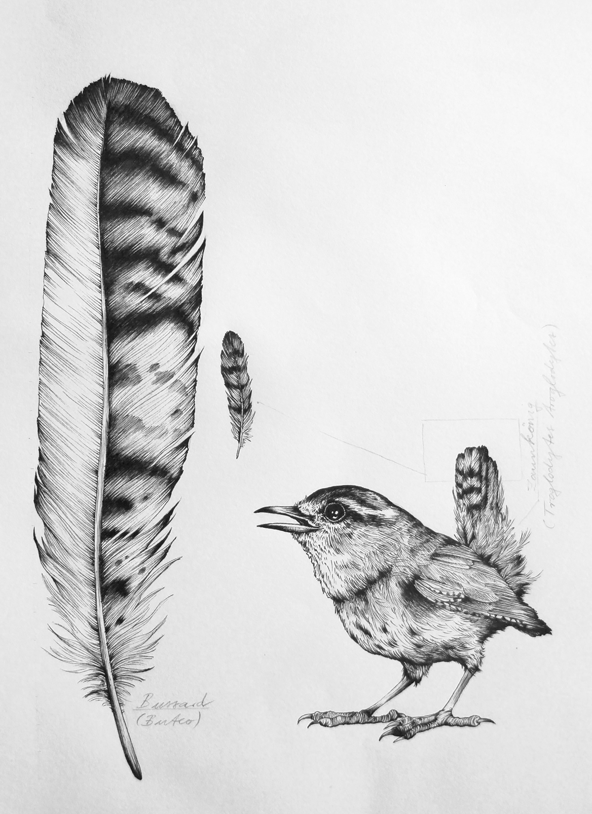 bird black and white Drawing  feather fine art fineliner hawk Tiny wildlife wren