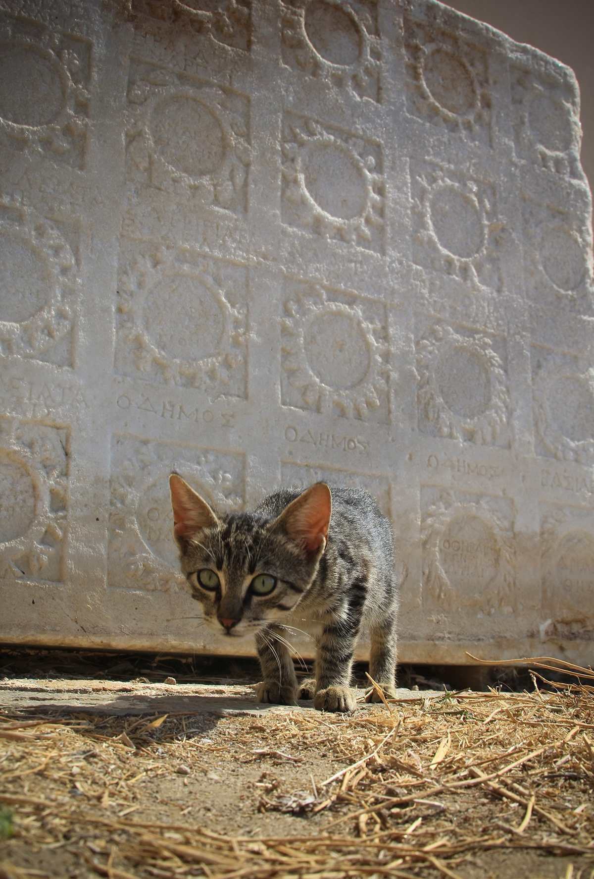 Cat cats kitten Street photo photograghy Greece Mykonos santorini Island meow kitty digital Travel exotic