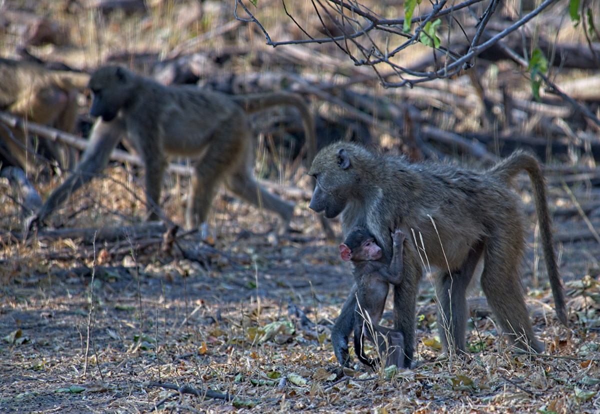 africa Botswana safari animals Nature Travel monkeys Baboon Vervet