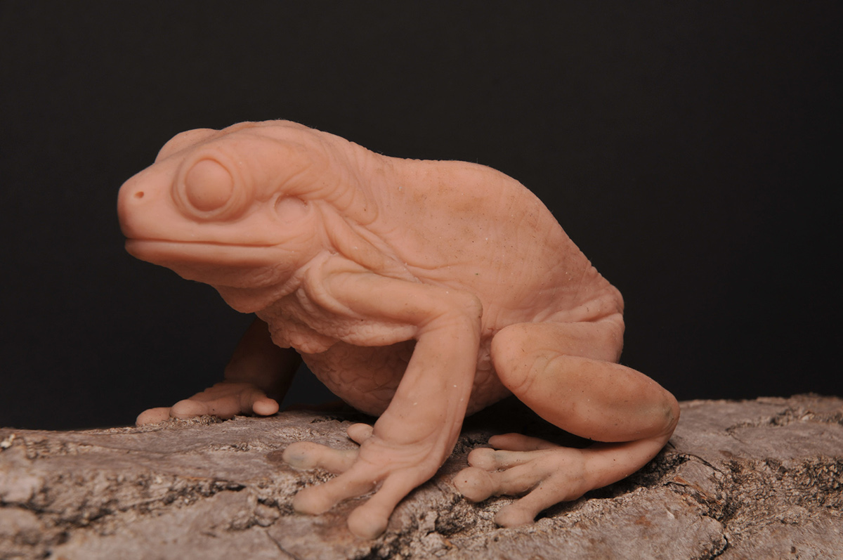 frog super sculpey polymer clay Australian tree frog object photo