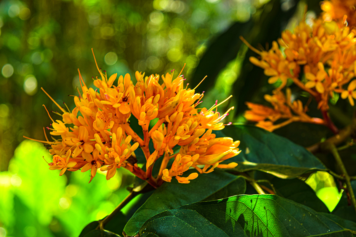 atlantic forest botanical colors Flores Flowers highlights inhotim Nature Photography  sol vasilliorf