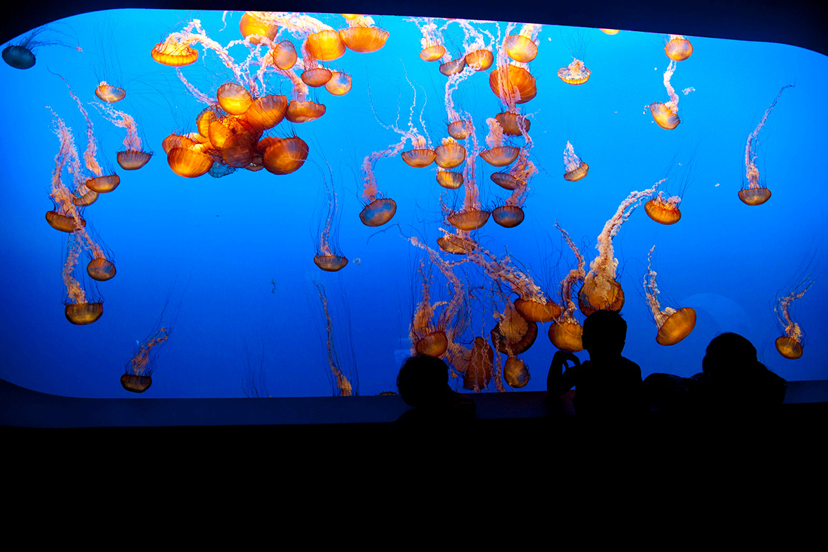 jellyfish monterey California aqua aquarium