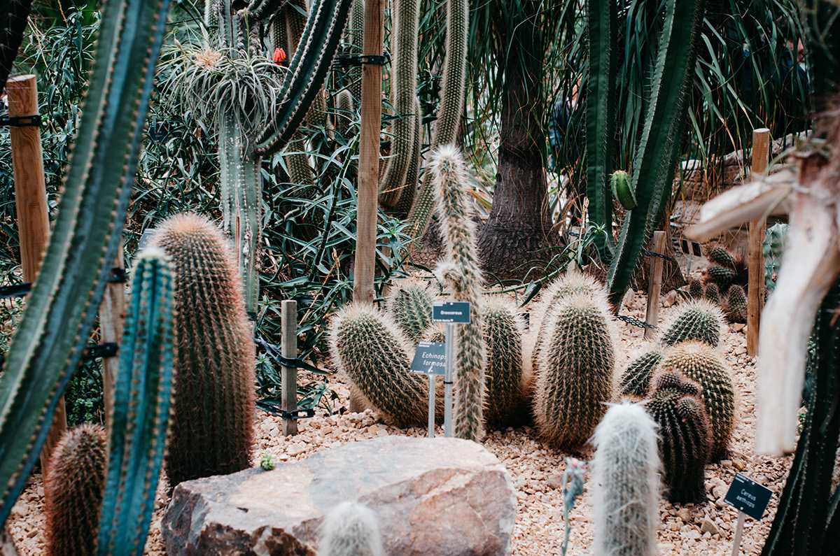 art Landscape plants greenhouse grardens UK england vsco photo Flowers cactus biology portrait botanical bamboo