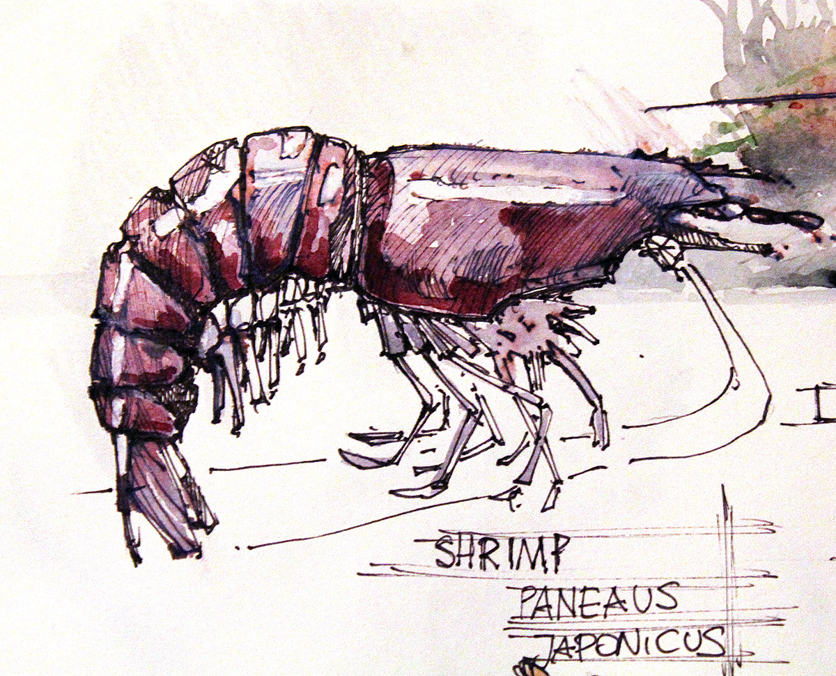 Ocean creature watercolour sketch sketchbook study shrimp crab langoustine