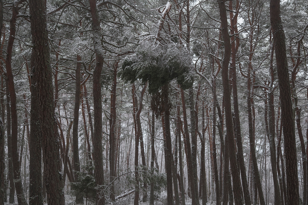 lietuva lithuania Nature Landscape trees forest Seaside Mindaugas Buivydas Winter landscape