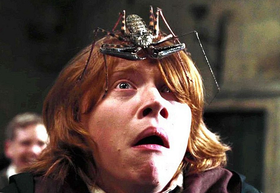 an insect on the head cockroach harry potter Hogwarts horror joanne rowling Ron Weasley