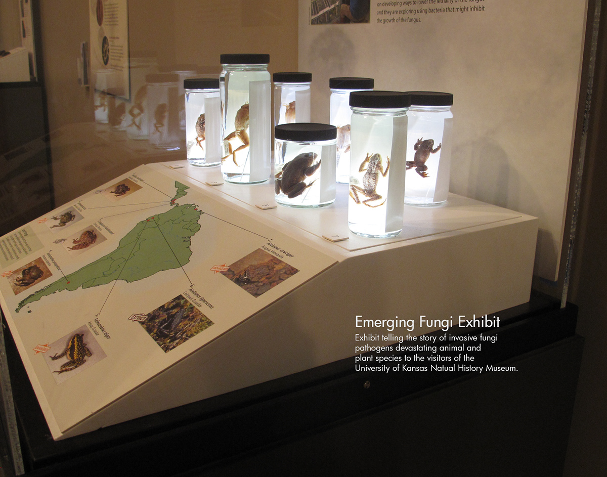 fungus frog Bats specimen exhibit museum natural history