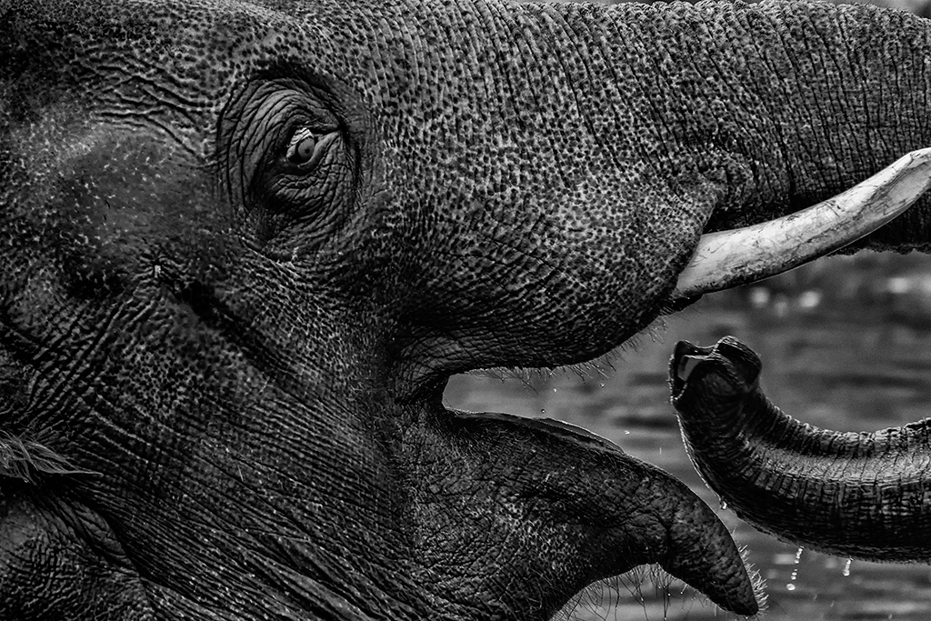 Adobe Portfolio wildlife zoo gorilla