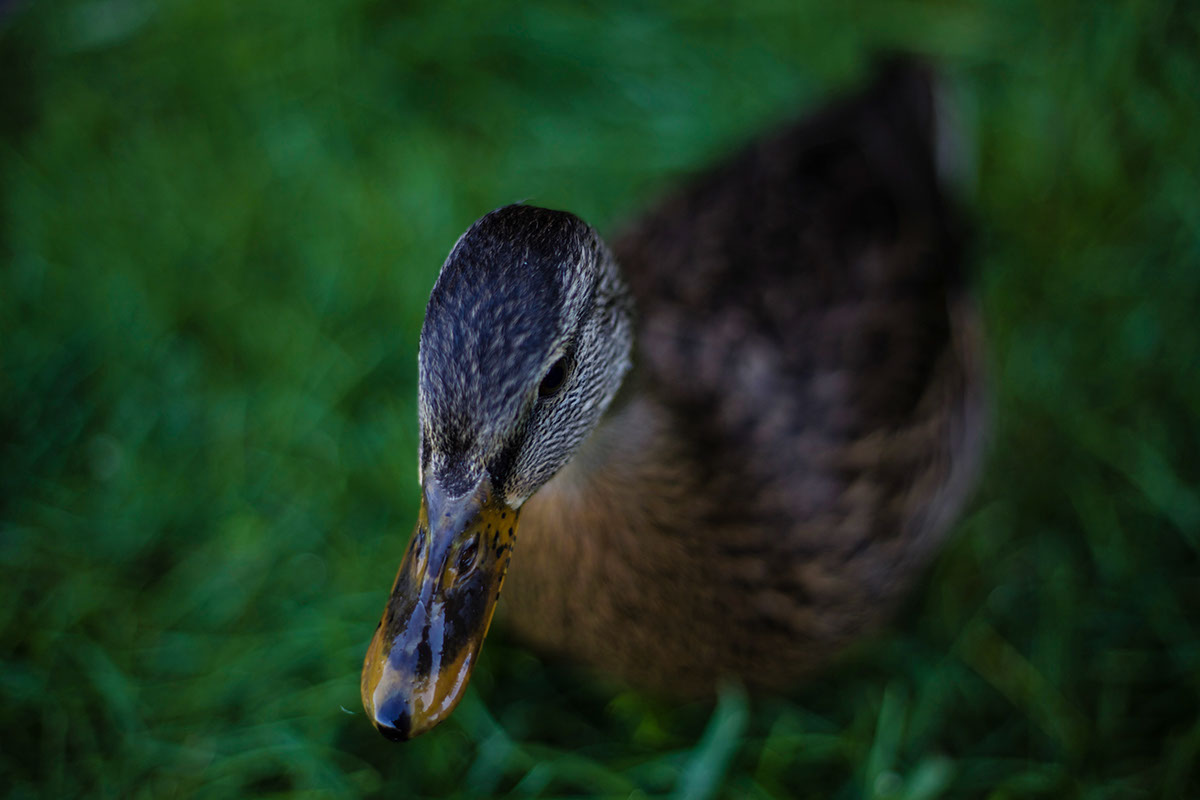 Photography  plants animals lighting camera Exposure depth of field ducks birds