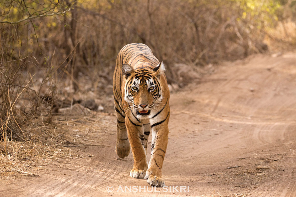 tiger India ranthambore stripes