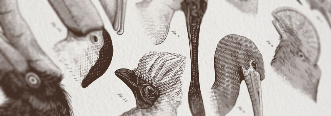 birds bird scientific ILLUSTRATION  poster print engrave etching vintage animal