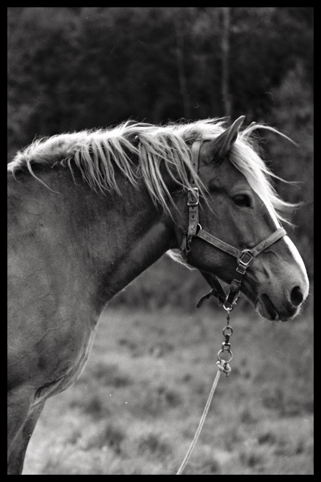blackandwhite Film   horse ILFORD Mamiya rz67