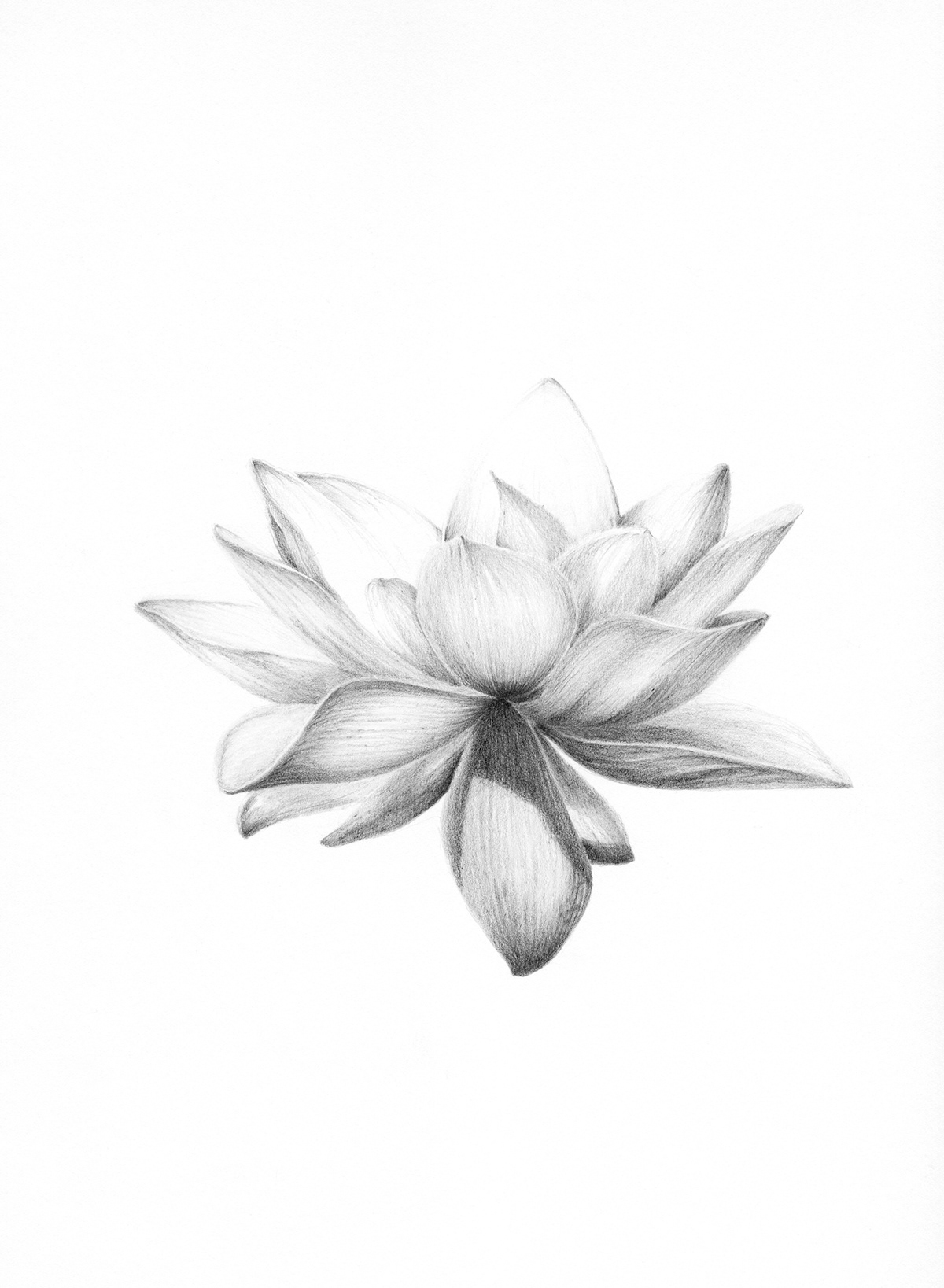 Documentary  drawings botanical symbolic pencil