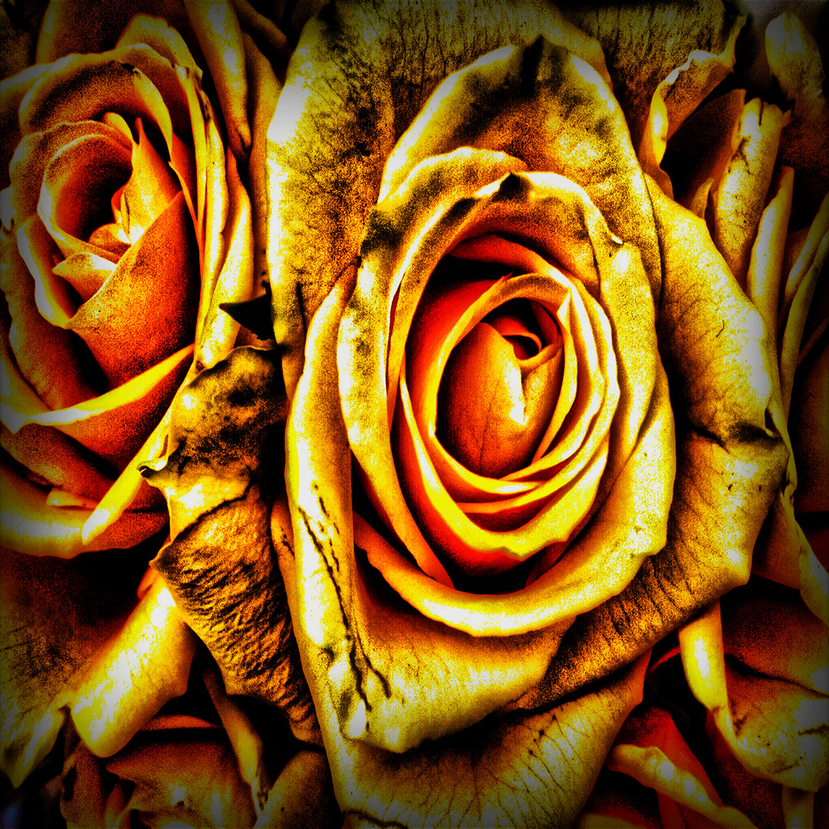 HDR prints flower rose floral