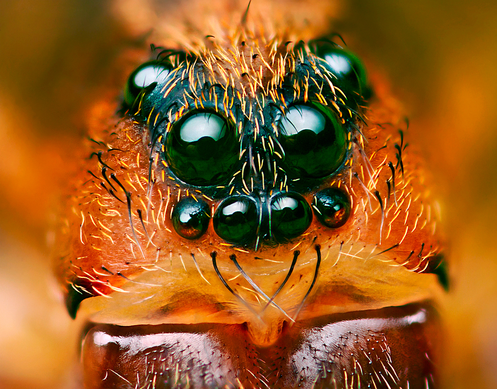 Nature macro Insects portraits eyes Focus stack incredible amazing strange Unusual green lithuania
