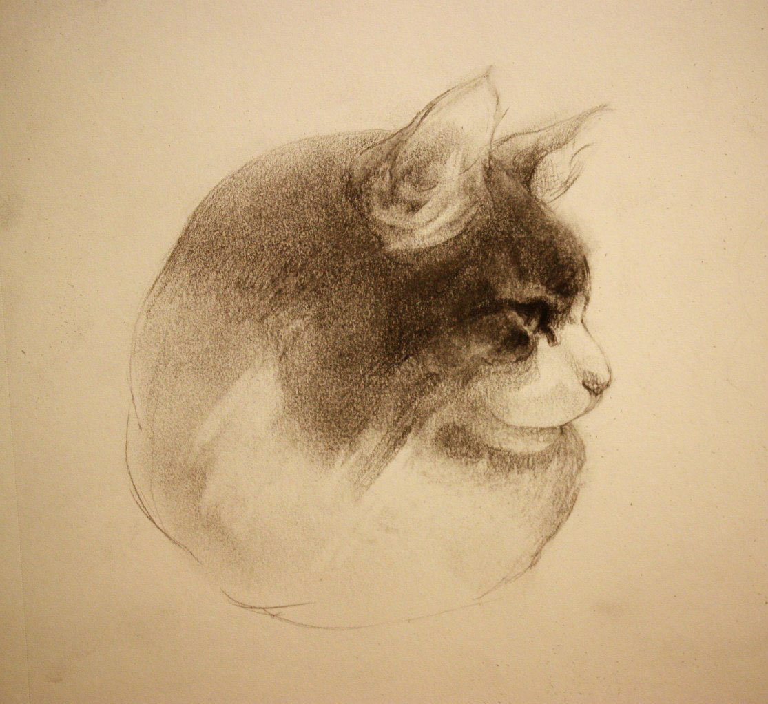 Cat animals charcoal pencil graphics