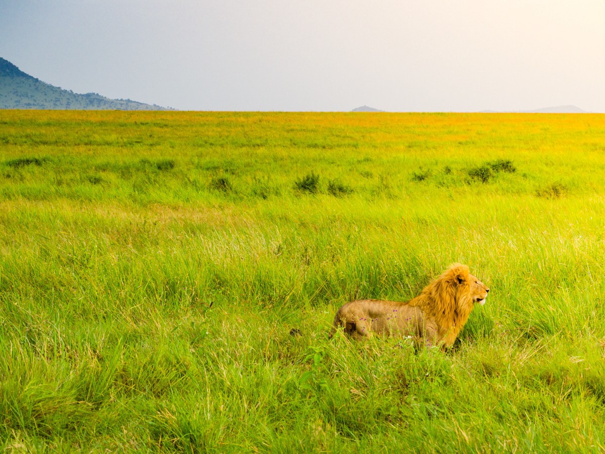 safari lion Landscape wildlife national geographic wallpaper serenity animals