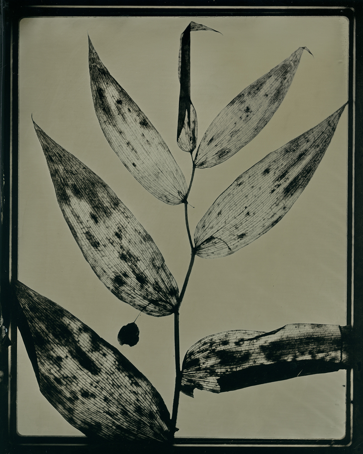 wet plate curiosities collodion tintype botanical plants feathers