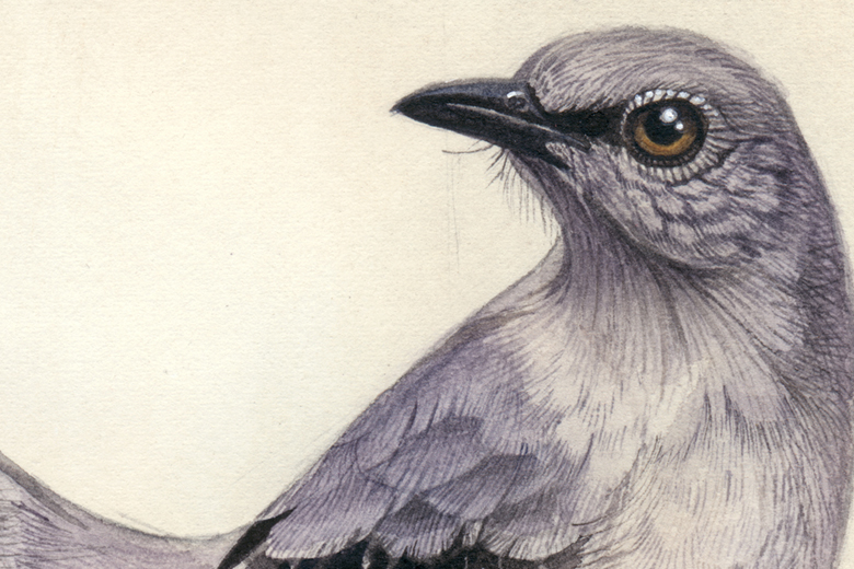 watercolour watercolor birds starling purple violet backed starling greater blue eared raven